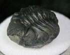 Enrolled Eldredgeops Trilobite - NY #13194-1